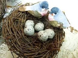 Parakeet Eggs From Fertilization To Hatching Guide 2019