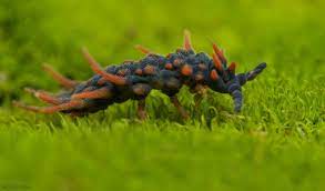 Dragon Springtail Acanthanura Sp Springtails Wildlife Photography Temperate Rainforest