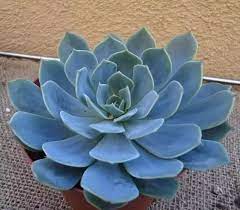 In cooler regions protect from frost or move containers indoors in autumn. What Are Some Naturally Blue Succulents Quora