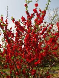 Silk bushes and hanging floral bushes help decorate an event or your home year round, shop our premium selection of diy silk flower arranging. 79 Spring Shrubs Bushes Ideas In 2021 Shrubs Plants Garden Shrubs