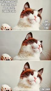 Haa Stahhp Funny Animal Pictures Funny Cats Funny Cat Memes