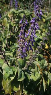 Image result for Coleus barbatus