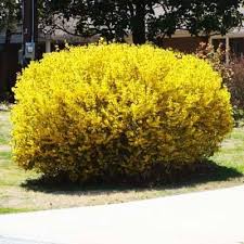 Lynwood Gold Forsythia Shrub In 2020 Fast Growing Plants Flowering Shrubs Landscape Design