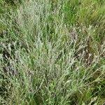 Image result for Gutenbergia rueppellii