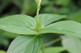 Image result for Spigelia anthelmia
