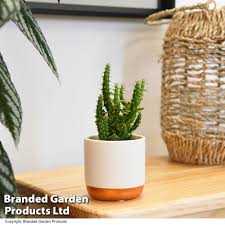 Image result for Austrocylindropuntia