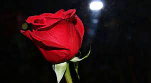 Open to large flower heads that are 3 to 4 inches across. Free Download Red Roses Best Images You Have Ever Seen Morewallpaperscom 3840x2120 For Your Desktop Mobile Tablet Explore 60 Red Rose With Black Background Red Rose With Black Background