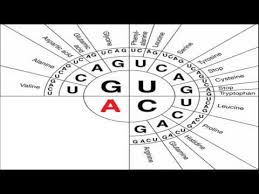 Videos Matching How To Use A Codon Wheel Revolvy