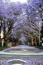 Johannesburg South Africa Beautiful Places Jacaranda Tree Scenery