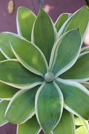 Plant agave ray of light in full sun or shade. 11 Agave Attenuata Ray Of Light Ideas Agave Attenuata Agave Succulents