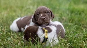 Maybe you would like to learn more about one of these? German Shorthaired Pointer Price Temperament Life Span