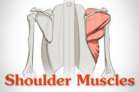 As the axillary nerve supplies deltoid muscle, paralysis of deltoid muscle results. How To Draw Shoulder Muscles Anatomy And Motion Proko