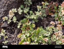 Image result for Polycarpaea eriantha