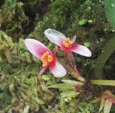 Image result for Begonia squamulosa