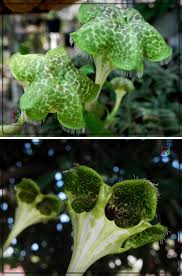 Image result for Ceropegia chlorantha