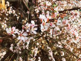 We often see it planted as a hedge on we often hear that people prefer it to sour cherries. Nanking Cherry May 2020 Plant Of The Month Glacier View Landscape And Design Inc