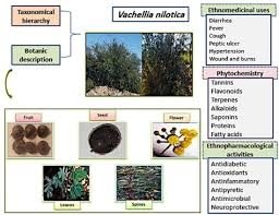 Image result for Acacia grandicornuta