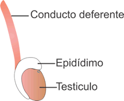El conducto deferente