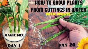 Vining plants such as philodendrons, pothos, and monsteras work best with this method. How To Grow Plants From Cuttings In Water 95 Success Rate Specially For Beginners Youtube