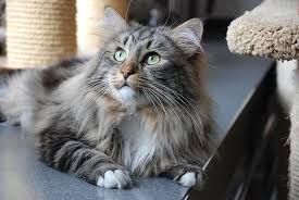 But when you're fresh out of. Has My Cat Been Poisoned Memphis Emergency Vet