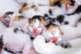 Cat kitten it`s so cute baby, the little black and gray kitten, sitting and looking at the purple flower petals, in the front yard a cute brown and black stripes cat in a mailbox. The Sleeping Baby Cute And Kitten Cats Stock Photo Picture And Royalty Free Image Image 81628951