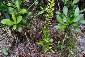 Image result for Habenaria tweedieae