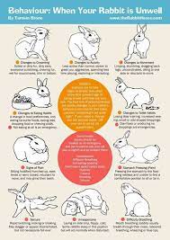Pin By Jessica Rodriguez On Facebook Rabbit Posts Pet Bunny Rabbits Pet Rabbit Care Rabbit Care