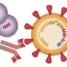 Moderna says it is a great day and they plan to apply for approval to use the vaccine in the next few weeks. How The Pfizer Biontech Covid 19 Vaccine Works The New York Times