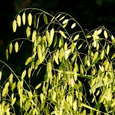 Image result for Chasmanthium latifolium