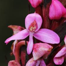 Image result for Disa stairsii