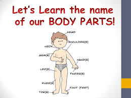 You can listen to the pronunciations by clicking on the images. Body Parts Vocabulary Introduction Lesson 1