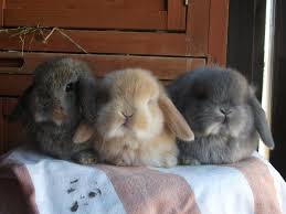 Holland lops are one of the easiest rabbits to care for. 11 Animals Lop Eared Bunnies Ideas Animals Holland Lop Cute Baby Bunnies