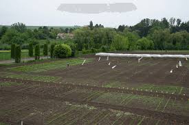 371 din 1990, banca de resurse genetice vegetale suceava a devenit institutie publica, de sine statatoare, cu personalitate juridica, avand caracter romania a fost partenera in acest proiect prin banca de gene suceava care a participat, prin specialistii sai, atat la experimente in camp, cat si la. Zece IntrebÄƒri Despre Banca De SeminÈ›e Dor