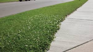 Manual removal of clover in your lawn can be very difficult. Lawn Care Tips Stopping White Clover Before It Spreads Green Industry Pros