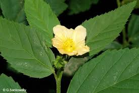 Image result for Sida rhombifolia