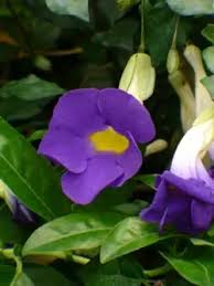 Image result for Thunbergia erecta