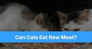 This type of food is sometimes called the barf diet, which stands for bones and raw food or cats that eat an imbalanced diet are at risk for a variety of health issues. Can Cats Eat Raw Meat