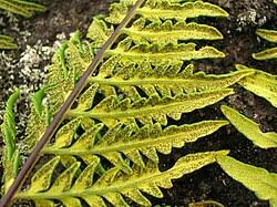 Image result for Pityrogramma aurantiaca