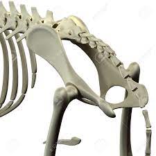 How tho find the pssoas minor, pssoas major, qudratus lumburum and ilioc musceles. Dog Pelvis Hip Anatomy Anatomy Of A Canine Pelvis Hip Stock Photo Picture And Royalty Free Image Image 39347796