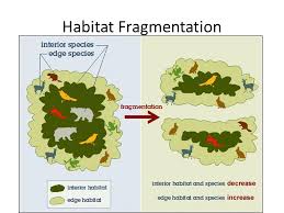 A large area of flora and fauna linking with that specific habitat. Habitat Fragmentation Definition Biology