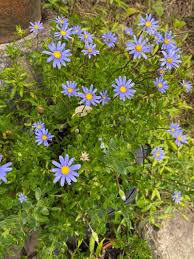 Image result for Felicia aethiopica