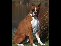 The clearbridge large cap growth strategy underperformed its russell 1000 growth index benchmark during the first quarter. How To Groom A Short Haired Dog Using A Deshedding Tool Youtube