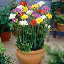 Freesia Landing And Care In The Open Soil Curving Frewemen In The Garden