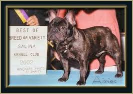 Are mini hippo dogs hypoallergenic? Are French Bulldogs Hypoallergenic Quora