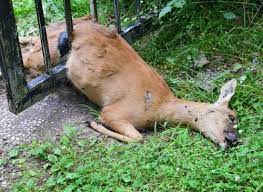 Different lists have varying criteria and definitions, so lists from different sources disagree and can be contentious. Dead Deer Dead Animal Removal In Ohio Costs 399