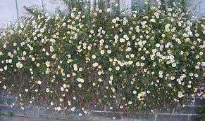 We are a wholesale company in flowers and plants close to the source as we are in the center of the biggest flower market in the world. Erigeron Karvinskianus Fleabane Santa Barbara Daisy