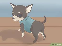 As i mentioned earlier, tiny dog breeds have their own set of an important part of chihuahua puppy care is protecting your precious puppy from being sat on, stood. How To Care For Your Chihuahua Puppy With Pictures Wikihow