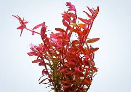 Image result for Rotala fontinalis