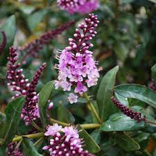 Image result for Selago coerulea