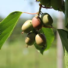 Image result for foto minikiwi